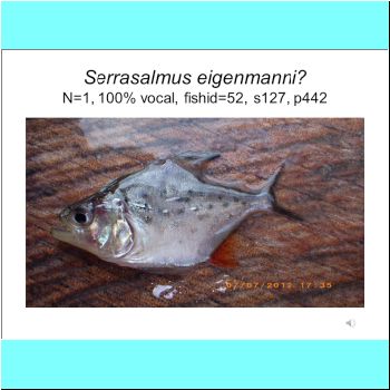 Serrasalmus eigenmanni cf.png